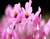 ที่ยอดเยี่ยมสีชมพูดอกไม้