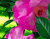 Blossoms สีชมพู