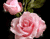 Bright Pink Roses 01